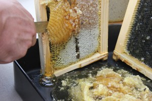 More cutting, loving the honey rolling off the frames