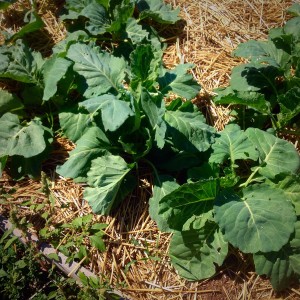 New cabbage, this will stay in the garden over winter with a heavy layer of mulch over top. 