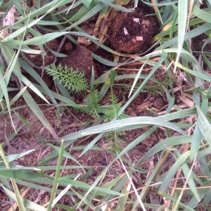 Little Yarrow seedlings