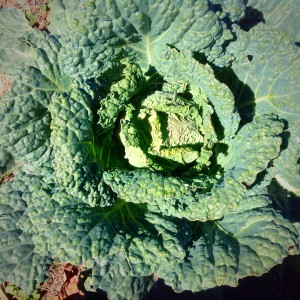 Cabbage