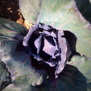 Red cabbage, a hold out from our summer garden