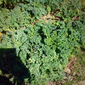 Kale, waiting for the first frost to sweeten it up. 