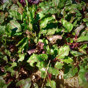 Beets, I'm loving how these are looking. They too will over winter in the ground with a heavy layer of straw mulch. 